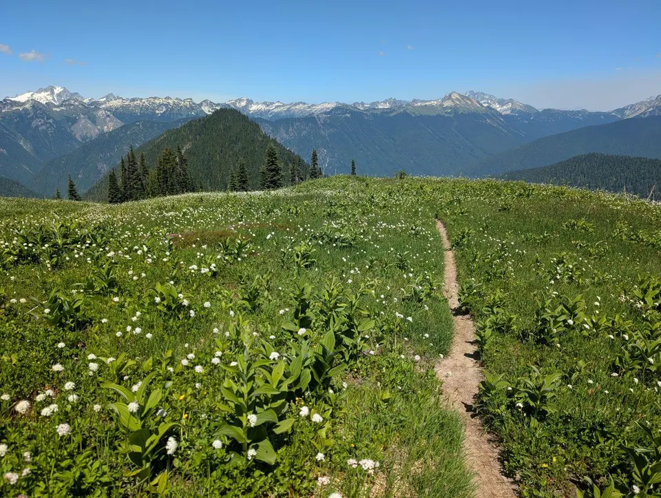 Sentier traversant une prairie fleurie face à une chaîne de montagnes enneigées