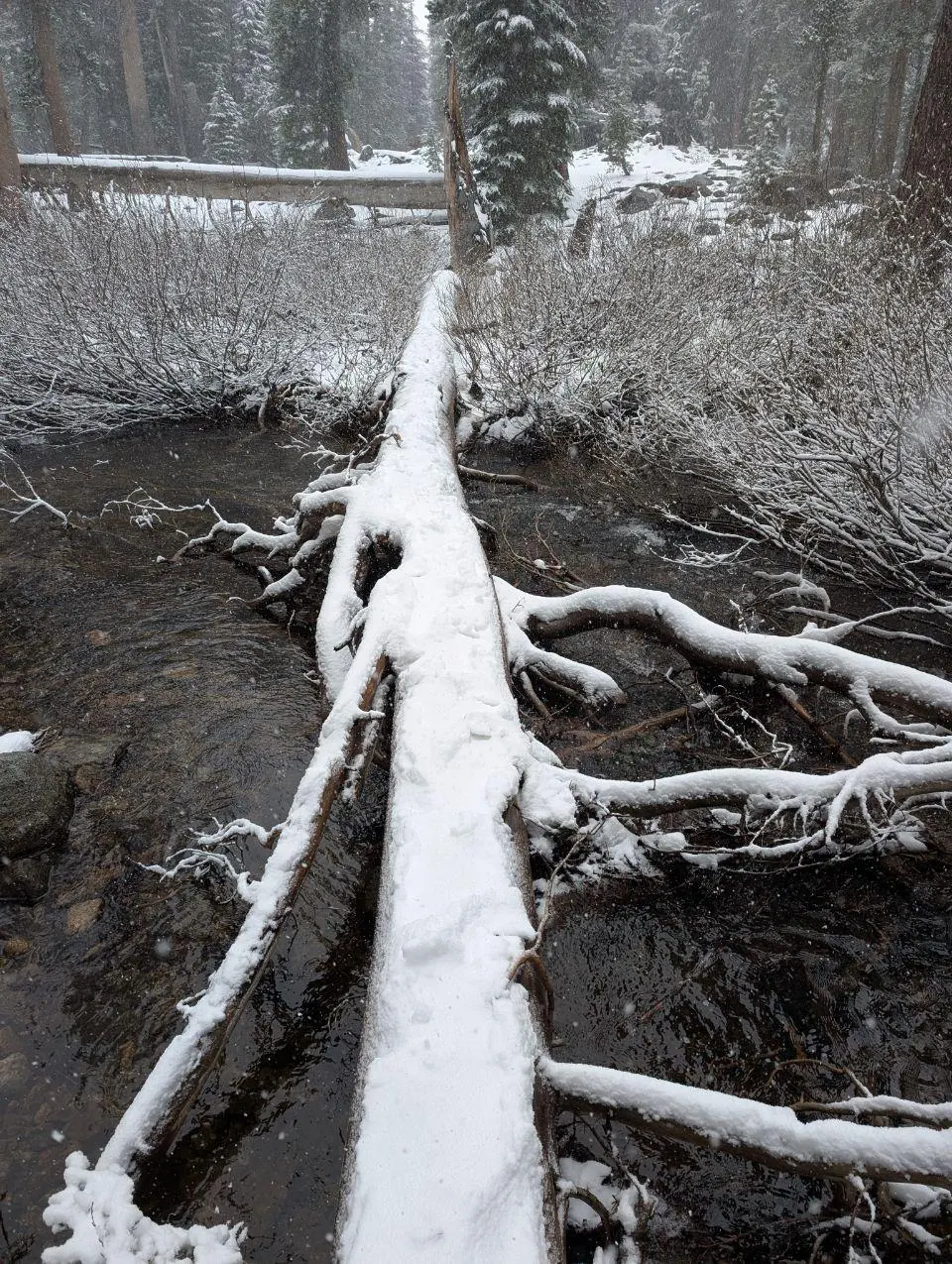 Tronc couché recouvert de neige dans une forêt sombre