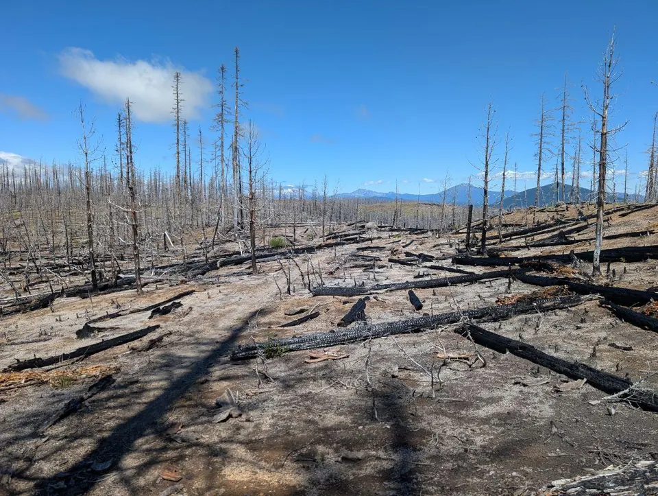 Forêt brûlée aux troncs calcinés sous un ciel bleu