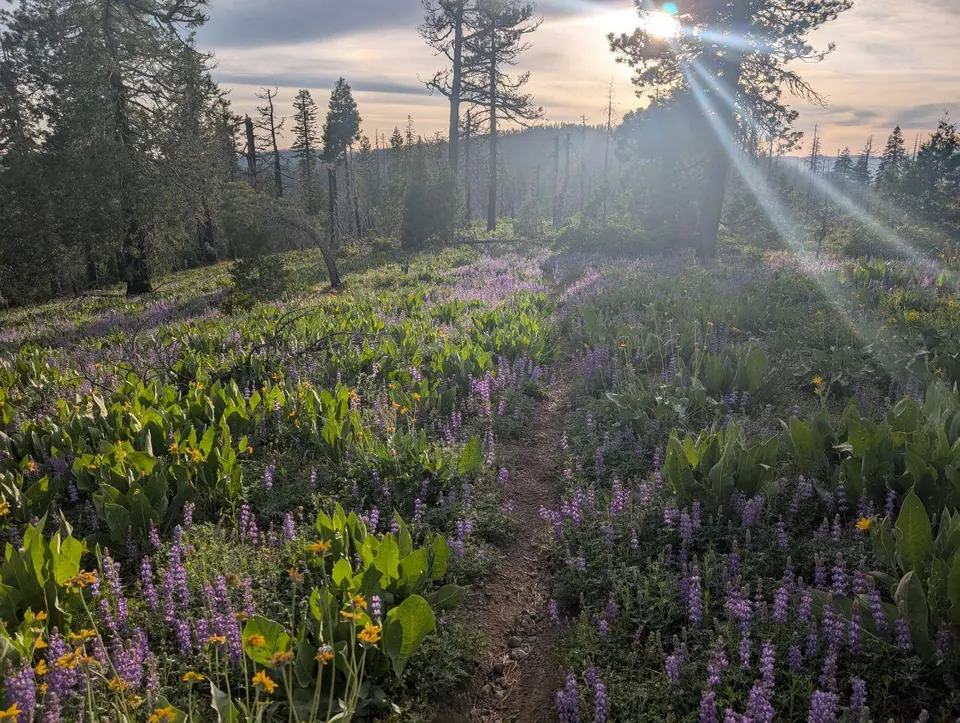 Lupins violets éclairés par le soleil dans une clairière