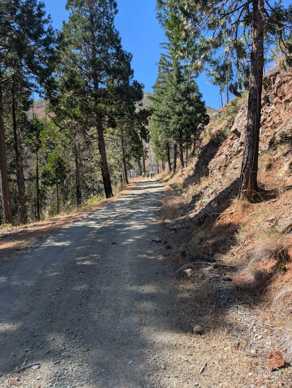 Chemin forestier montant entre de grands pins