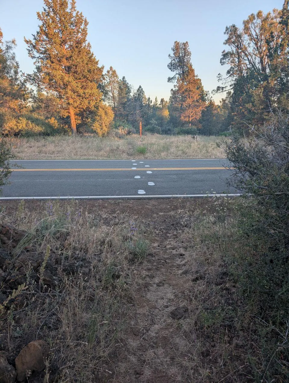 Empreintes de chaussures traversant une route bordée d'arbres