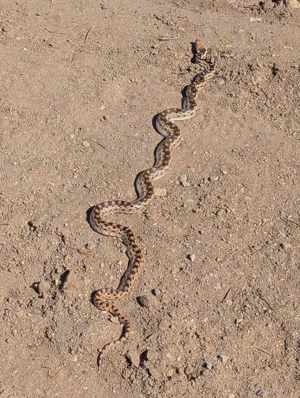 Petit serpent brun ondulant sur un chemin de terre
