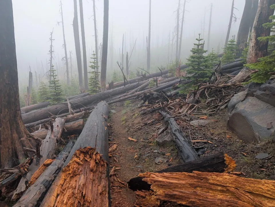 Sentier encombré de troncs brûlés dans une forêt brumeuse