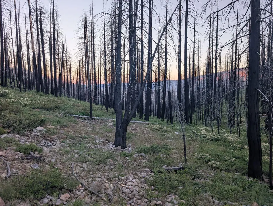 Troncs calcinés dressés sur un versant forestier