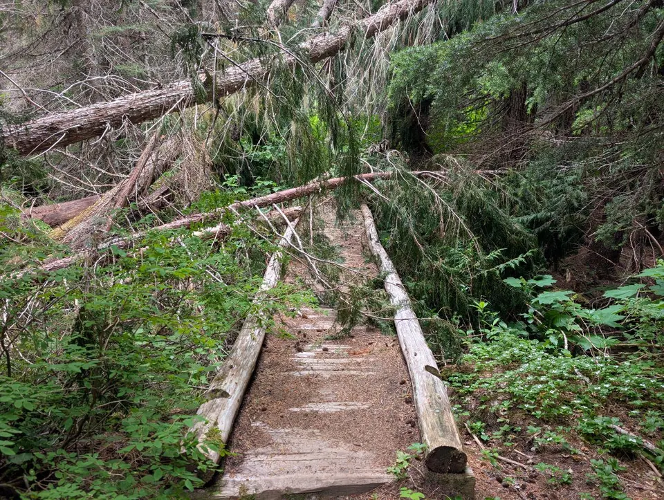 Escalier étroit en bois descendant dans une végétation dense