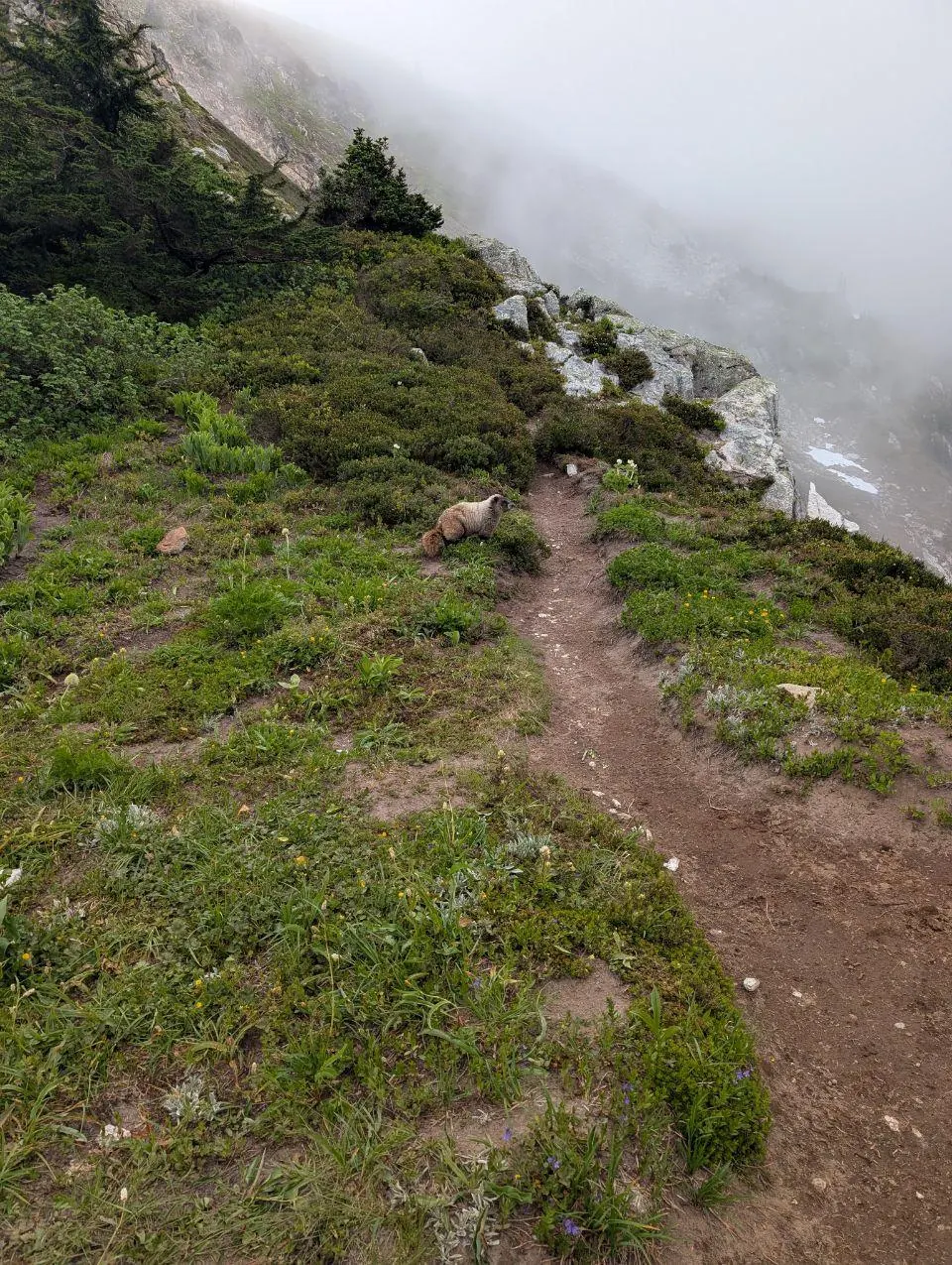 Sentier étroit longeant un versant verdoyant dans le brouillard