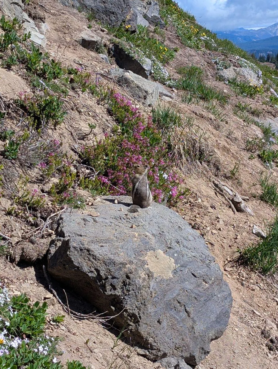 Serpent brun lové entre des rochers et des plantes sur un versant