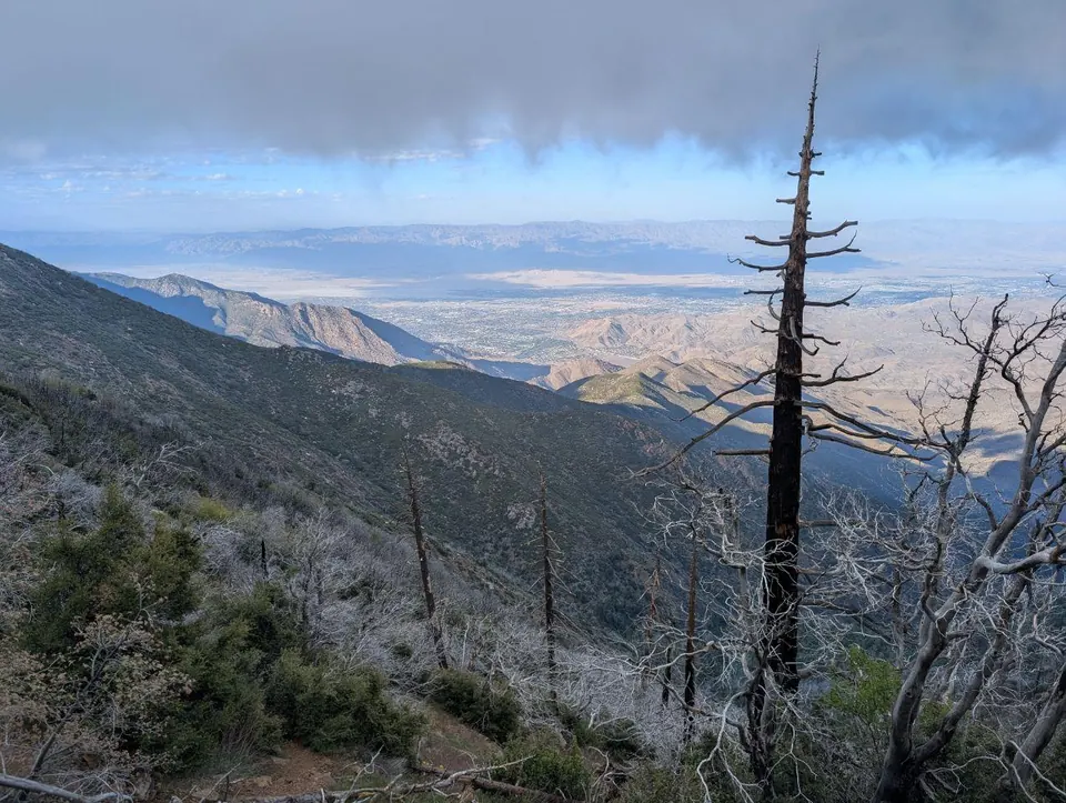Vue depuis une forêt brûlée sur une vaste plaine lointaine