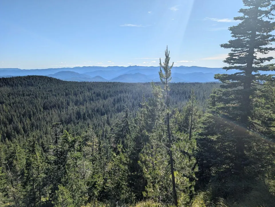 Immense forêt de conifères s'étendant jusqu'aux montagnes bleutées