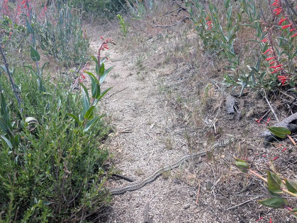 Fleurs rouges dressées au bord d'un sentier sec