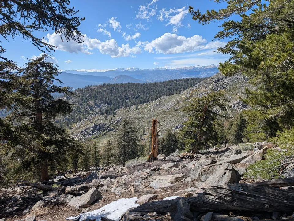 Vue à travers les pins sur une vallée boisée et des montagnes lointaines