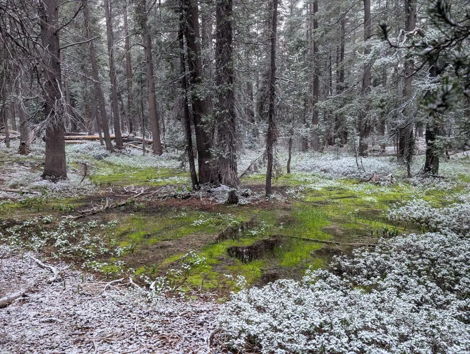 Fine couche de grêle sur le sol d'une forêt de pins