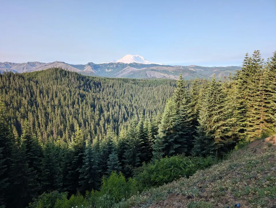 Forêt de conifères avec un sommet enneigé à l'horizon