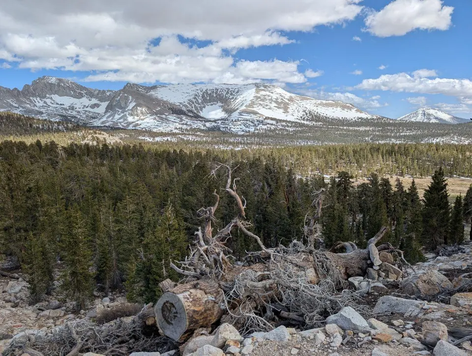 Chaîne montagneuse enneigée derrière une forêt clairsemée