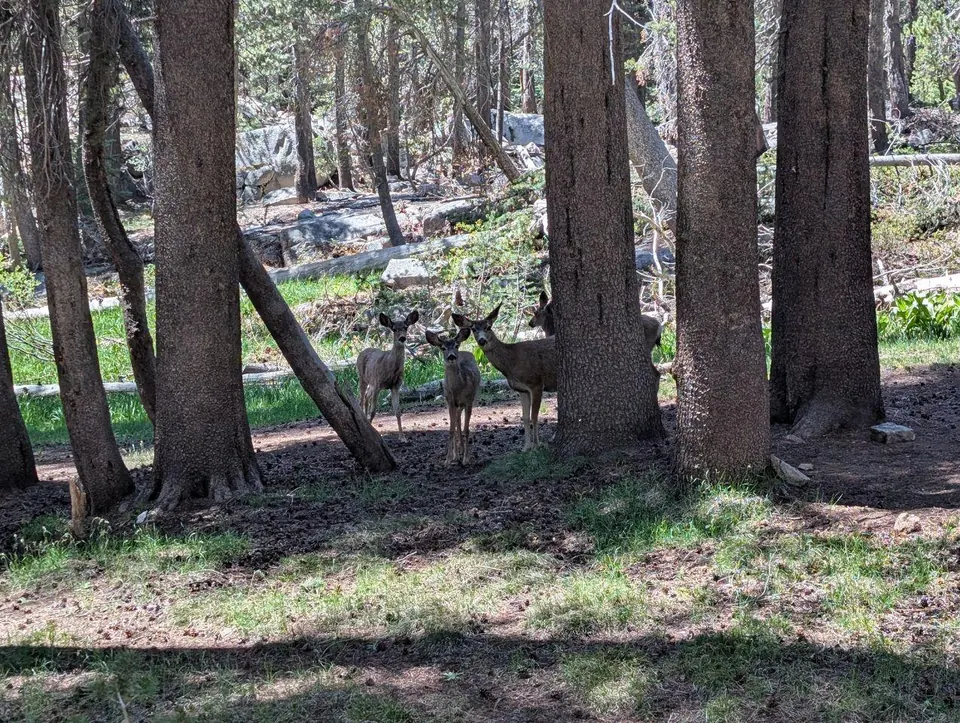 Deux cervidés entre les troncs d'une forêt