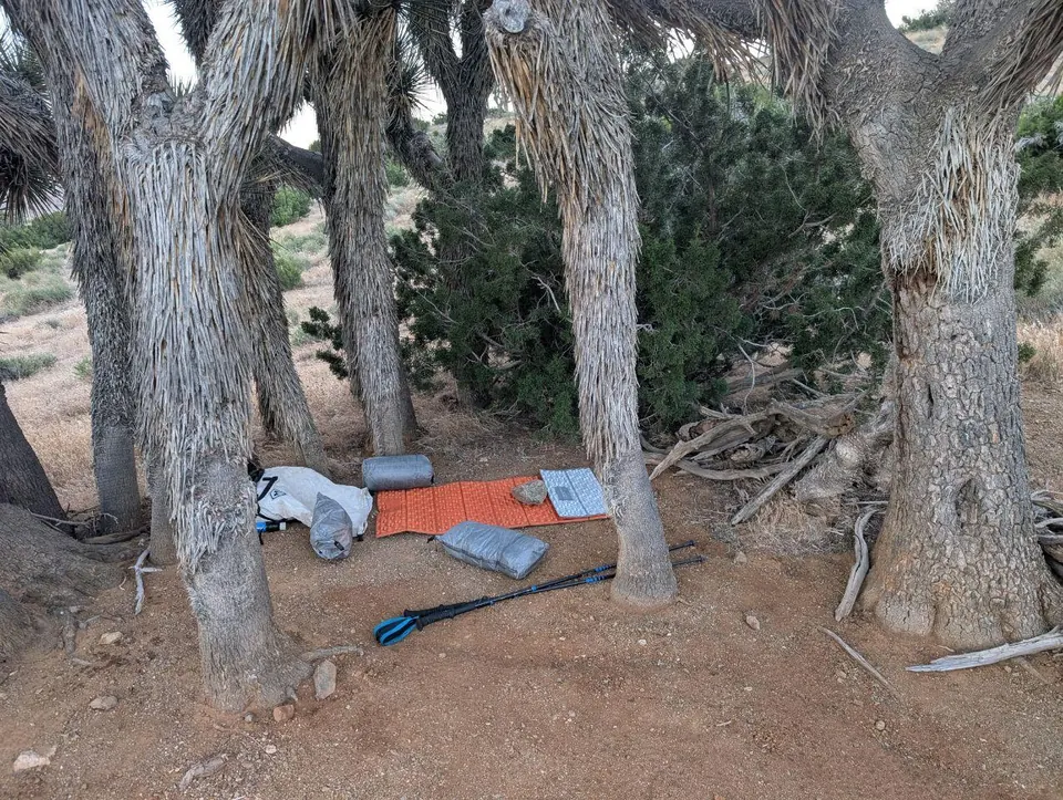 Matériel de bivouac installé à même le sol sous de grands arbres