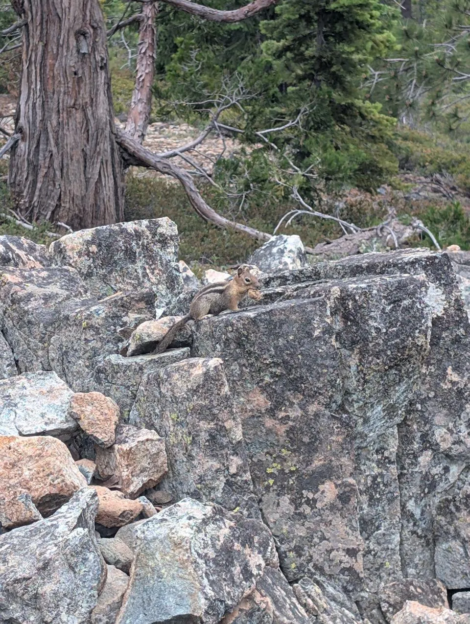 Petit écureuil posé sur des blocs de roche