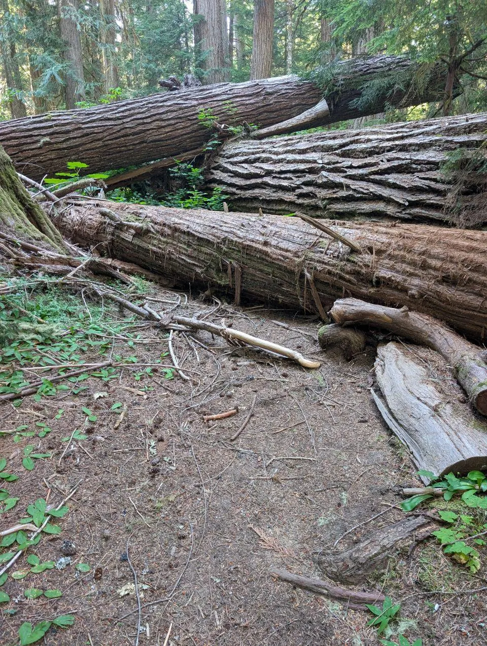 Sentier passant entre de gros troncs tombés en forêt