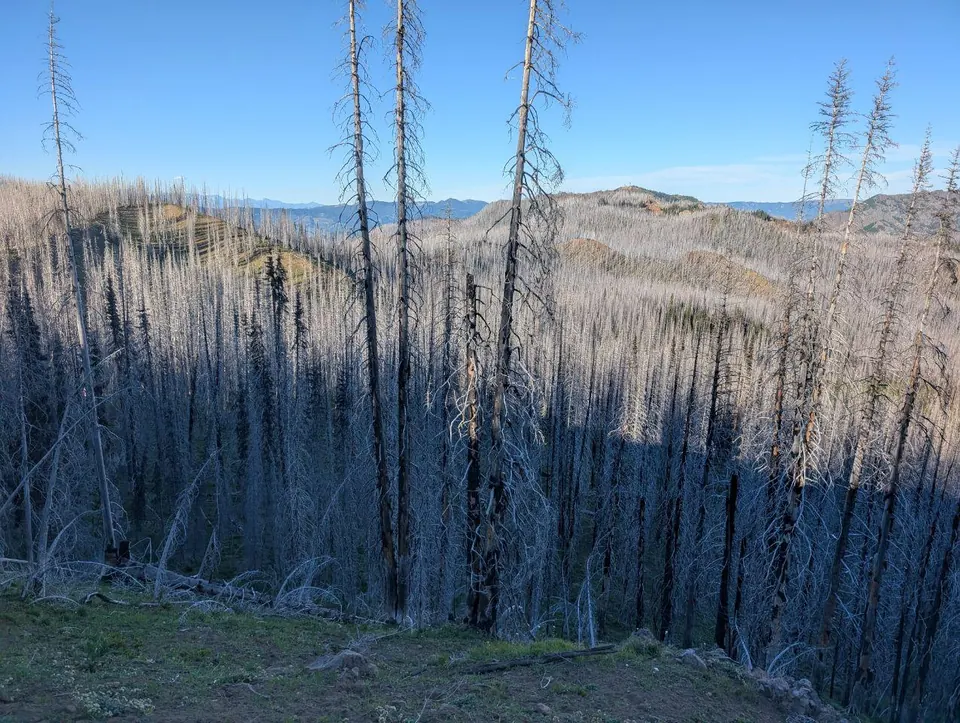 Forêt brûlée sur une pente dominant des montagnes