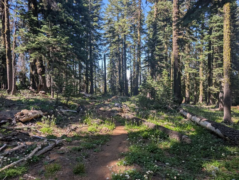 Étroit sentier de terre dans une forêt de conifères