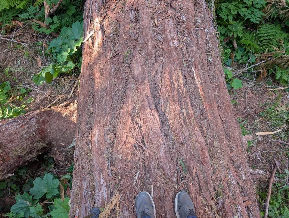 Pieds posés sur le tronc d'un arbre géant
