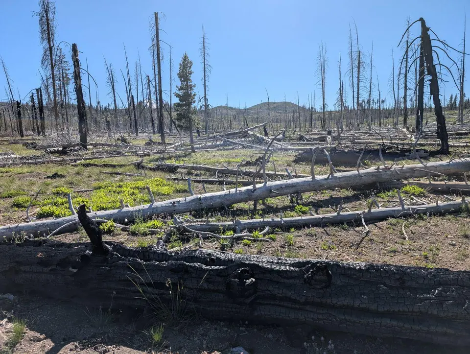 Jeunes pousses vertes parmi les troncs calcinés d'une forêt