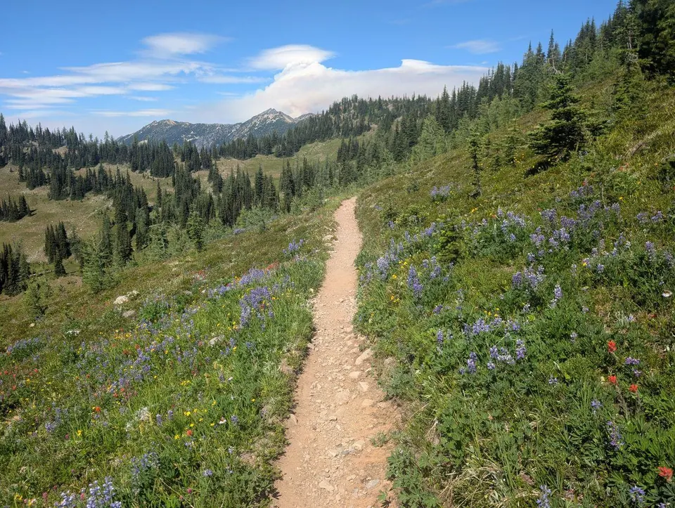Sentier traversant une prairie alpine couverte de fleurs sauvages