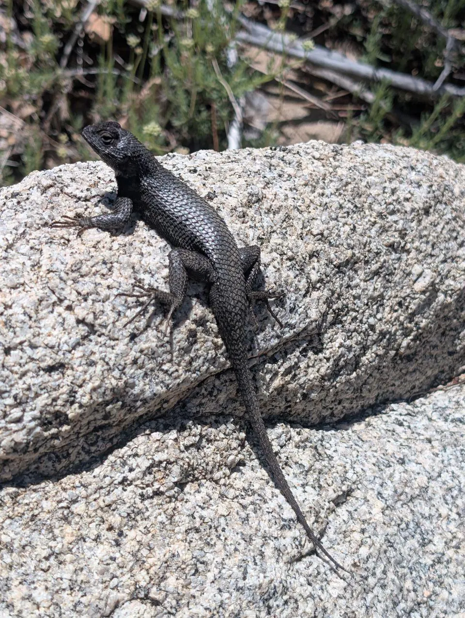 Petit lézard sombre posé sur un rocher clair