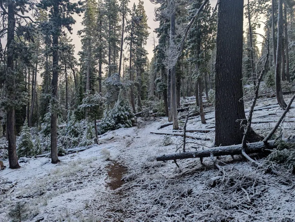 Sentier traversant une forêt fraîchement enneigée