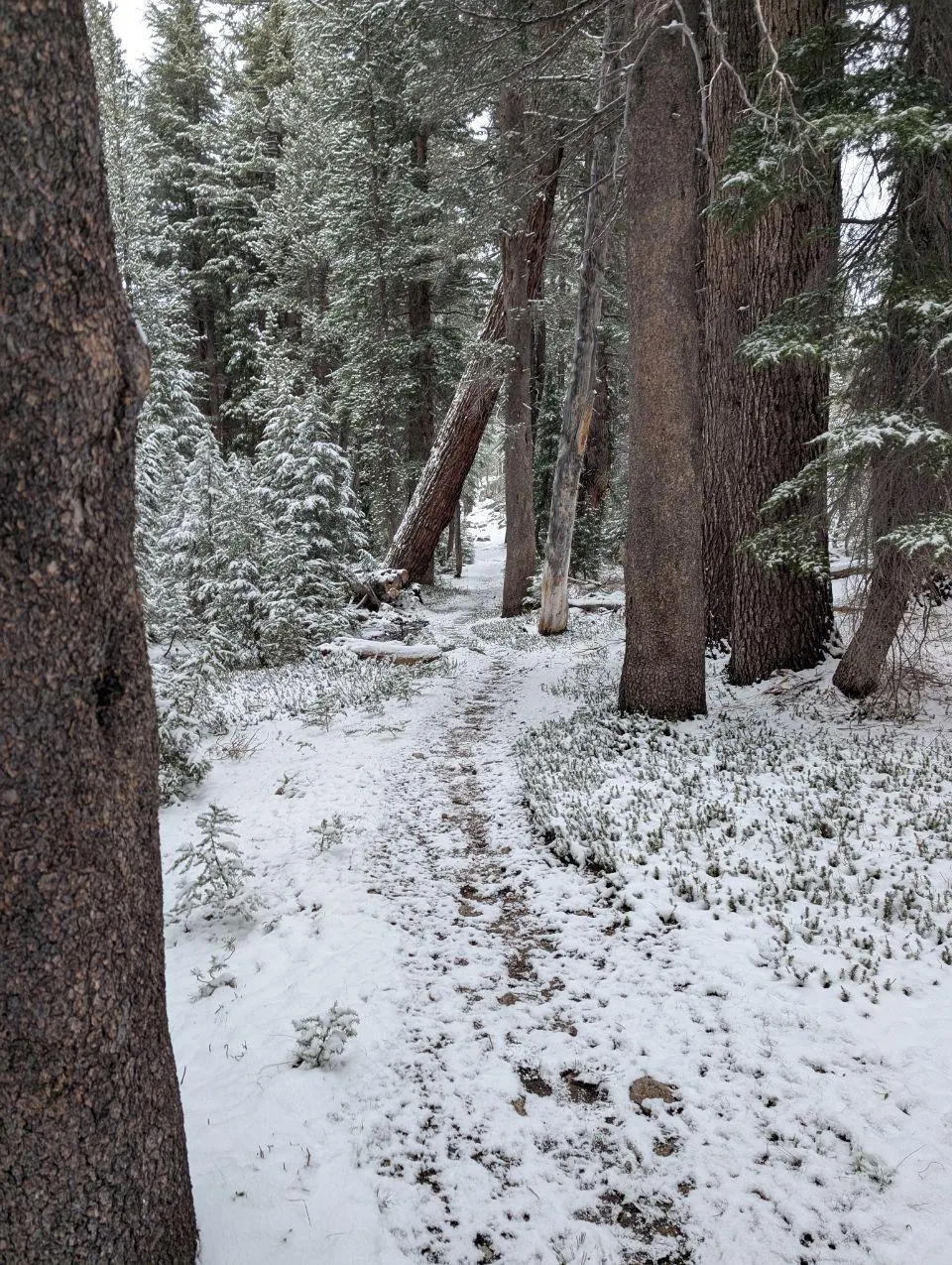 Sentier étroit dans une forêt couverte de neige fraîche
