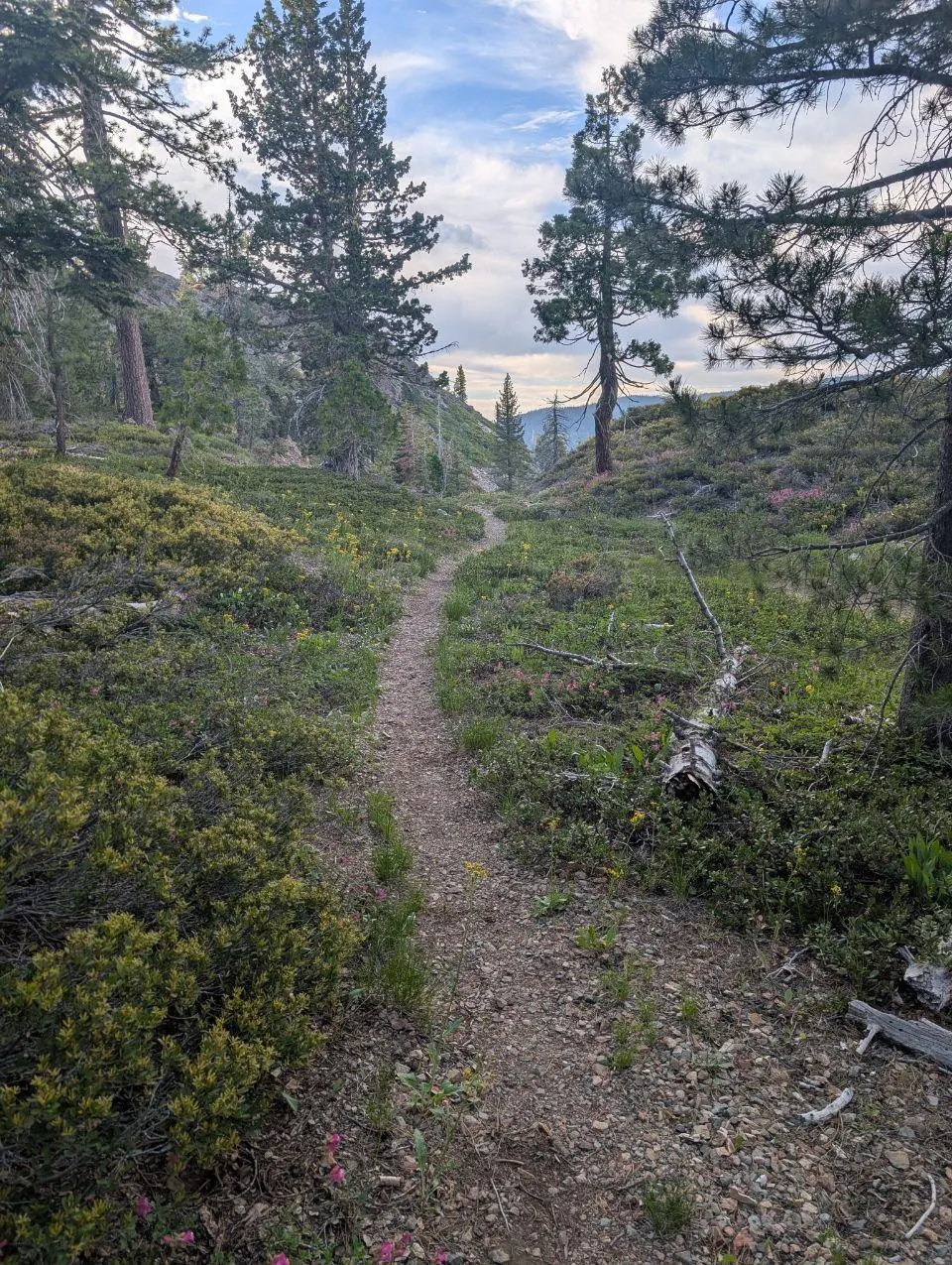 Sentier étroit serpentant dans une forêt de conifères