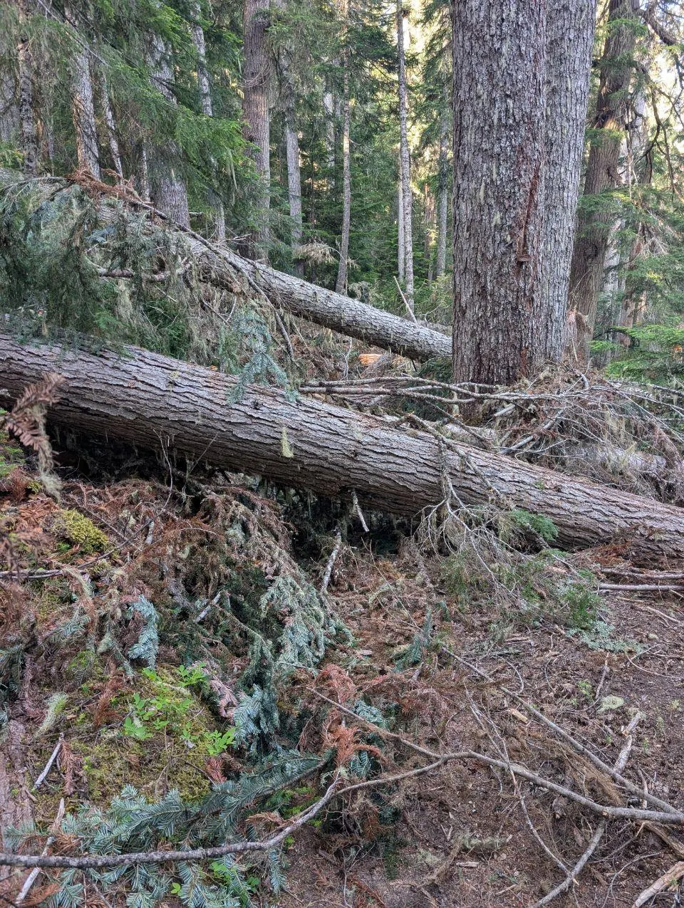 Troncs d'arbres tombés en travers du sentier