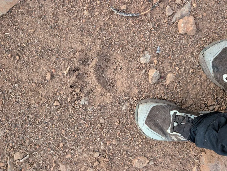 Chaussures de randonnée sur un sentier poussiéreux