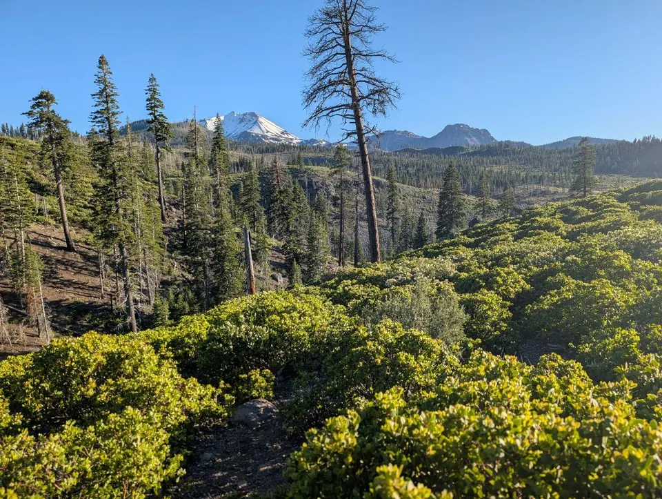 Forêt de conifères ouverte sur des sommets lointains