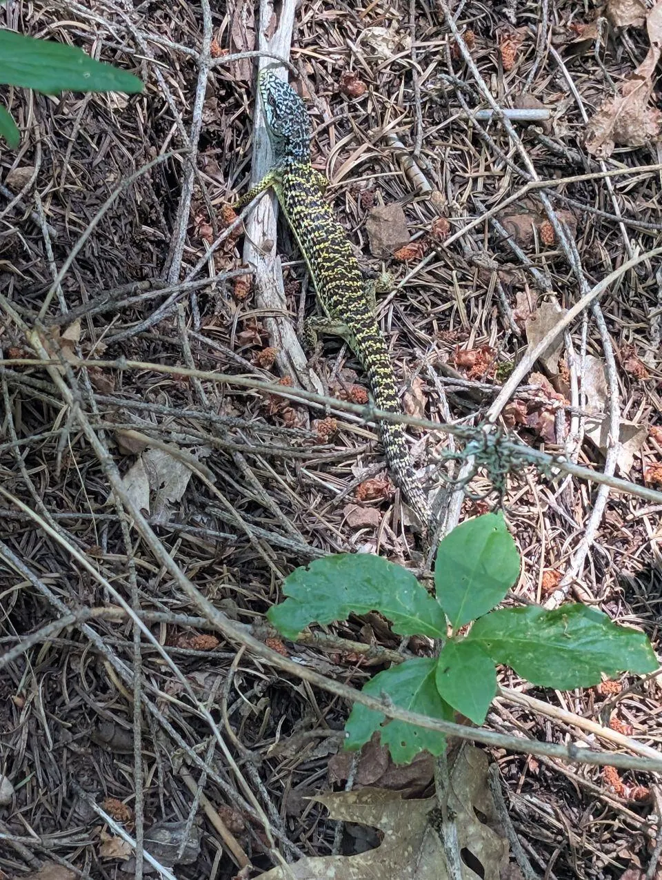 Lézard vert et noir camouflé dans les aiguilles de pin