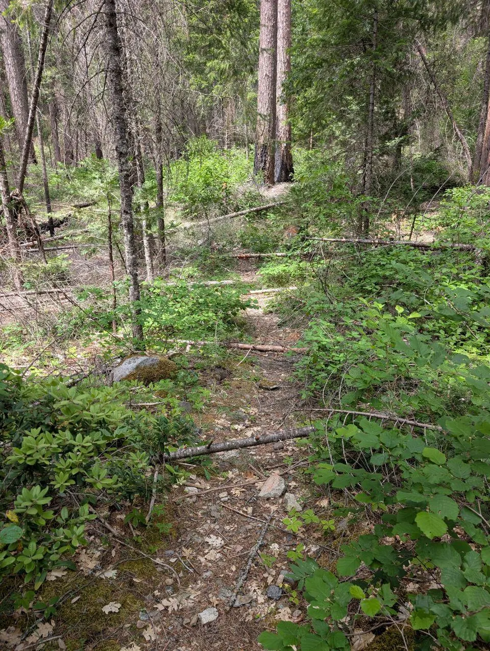 Sentier traversant un sous-bois dense et verdoyant