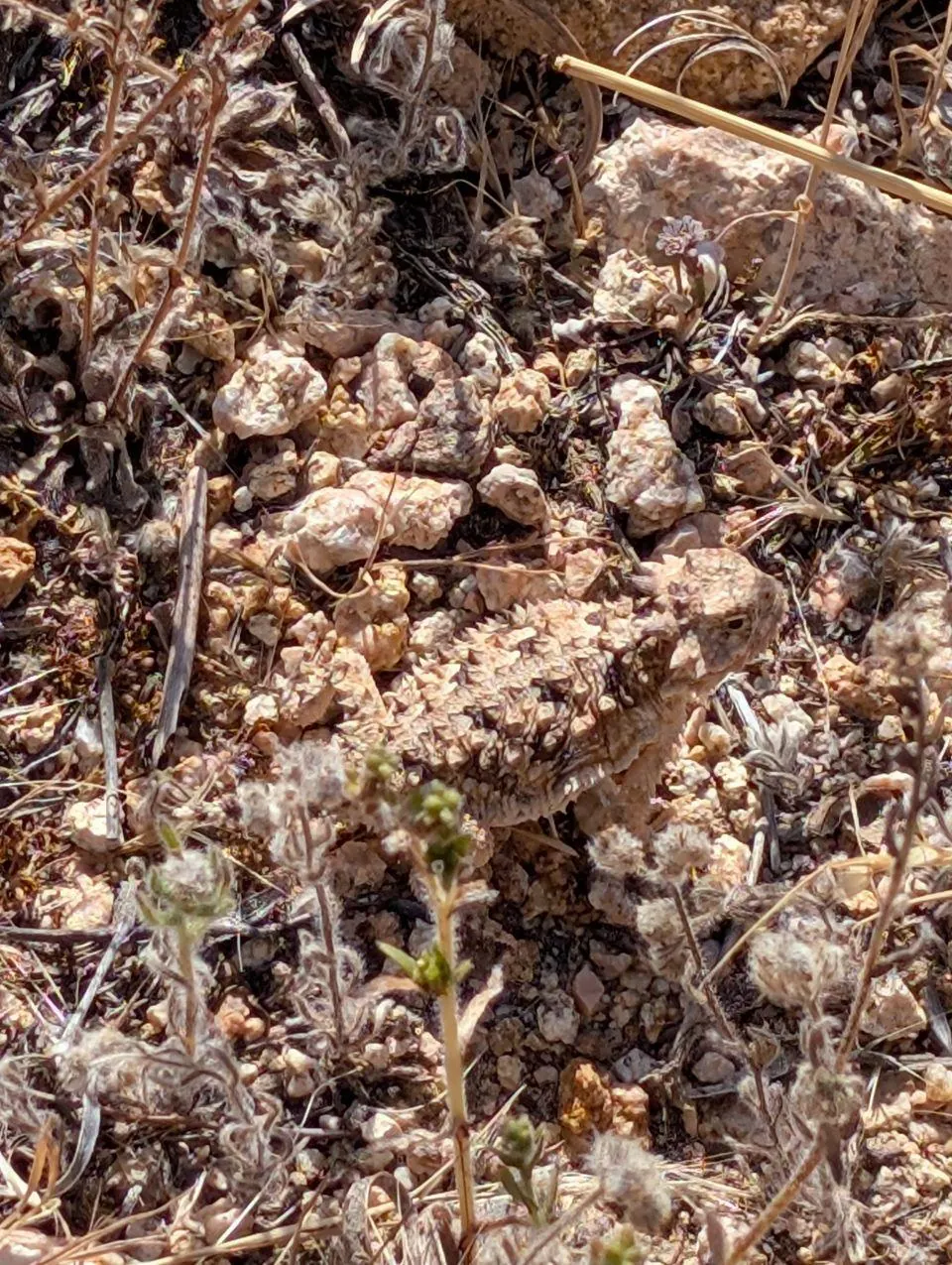 Lézard cornu camouflé parmi les pierres et les plantes sèches