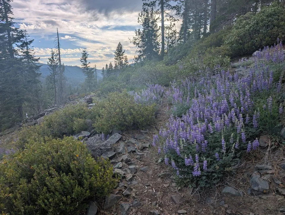 Lupins violets le long d'un sentier en montagne