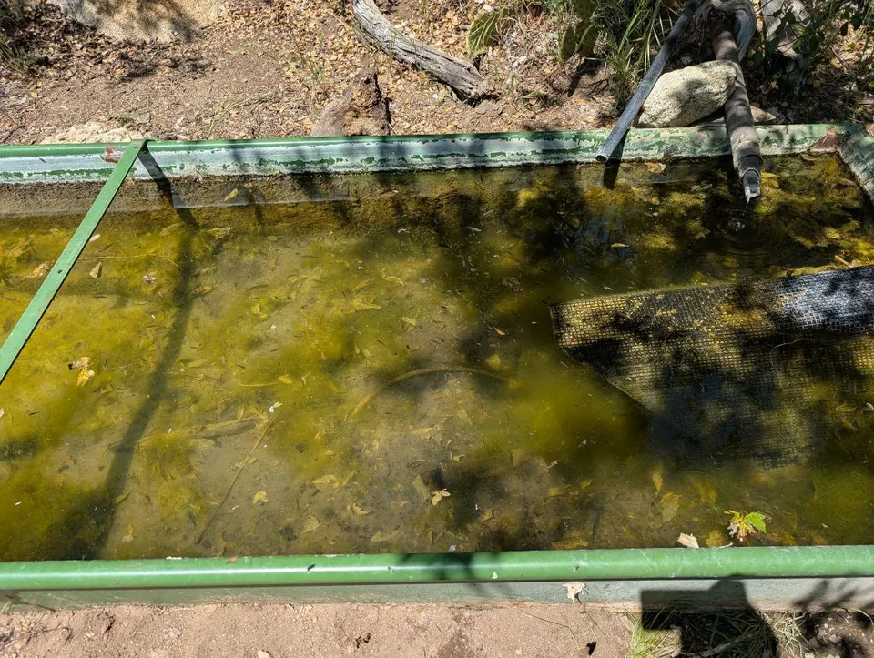 Bac d'eau en plein air couvert d'algues