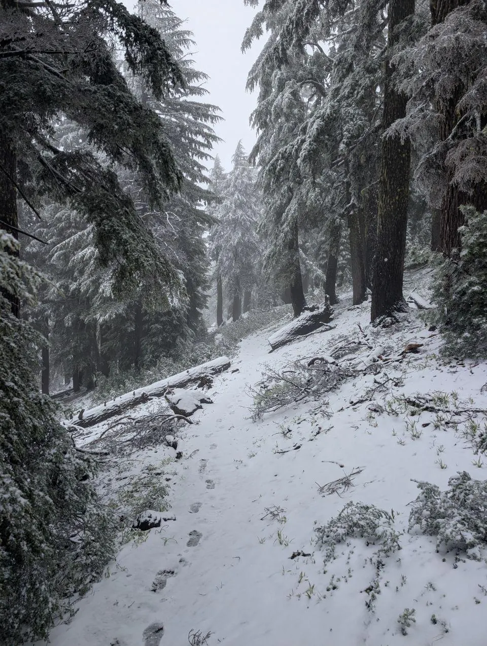 Sentier traversant une forêt couverte de neige fraîche