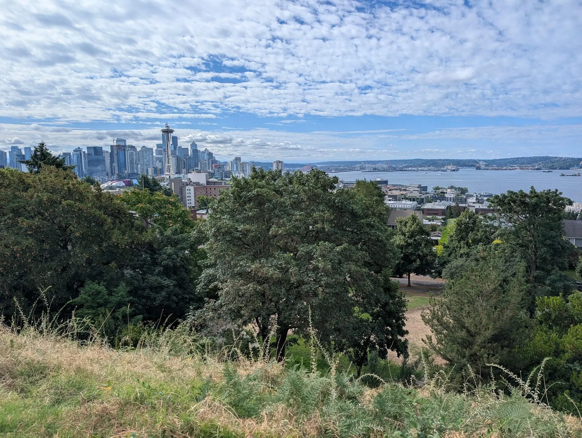 Ville et baie vues depuis une colline boisée
