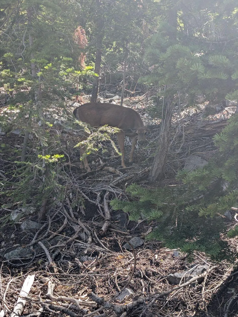 Cerf immobile dans un sous-bois