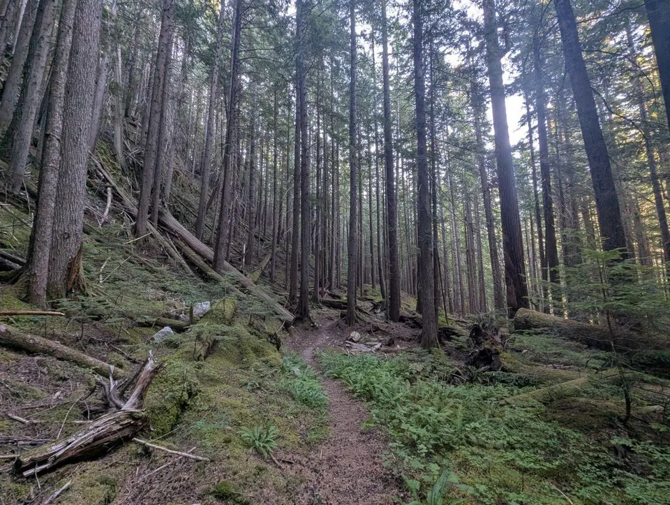 Sous-bois sombre au milieu de grands conifères