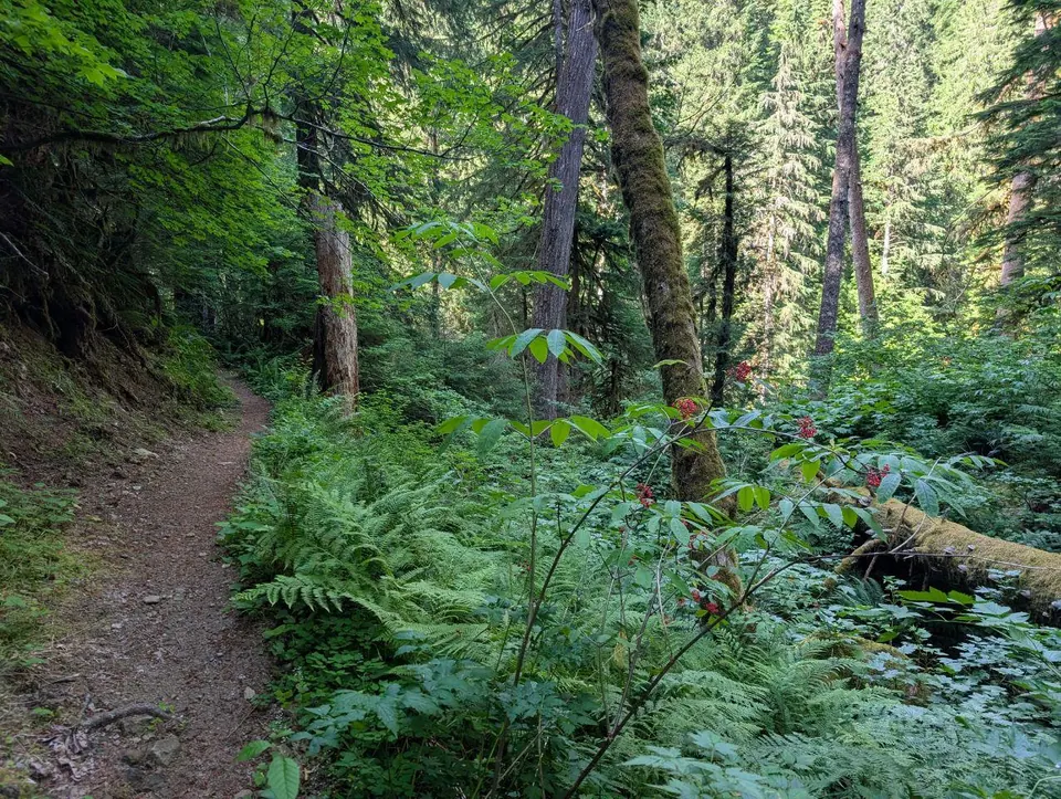 Sentier étroit dans une forêt luxuriante de fougères