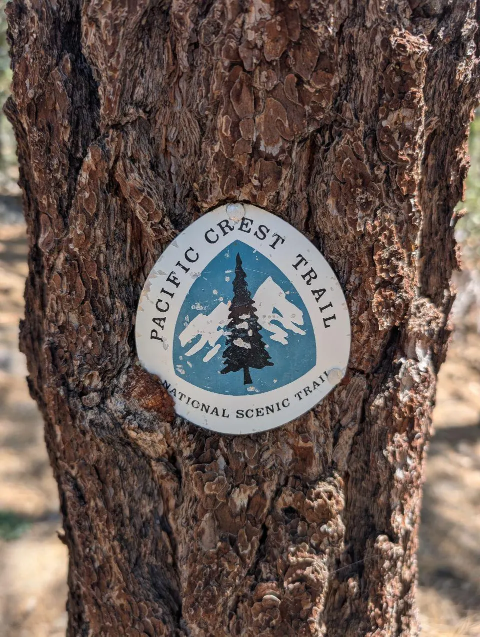 Médaillon du Pacific Crest Trail fixé à un arbre