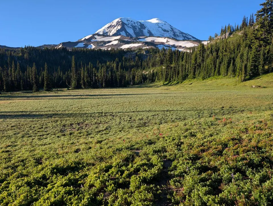 Sommet enneigé derrière une prairie verdoyante