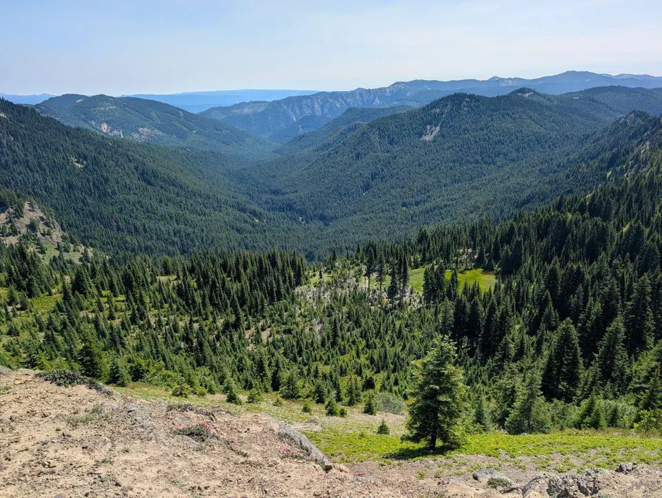 Large vallée couverte de forêts de conifères