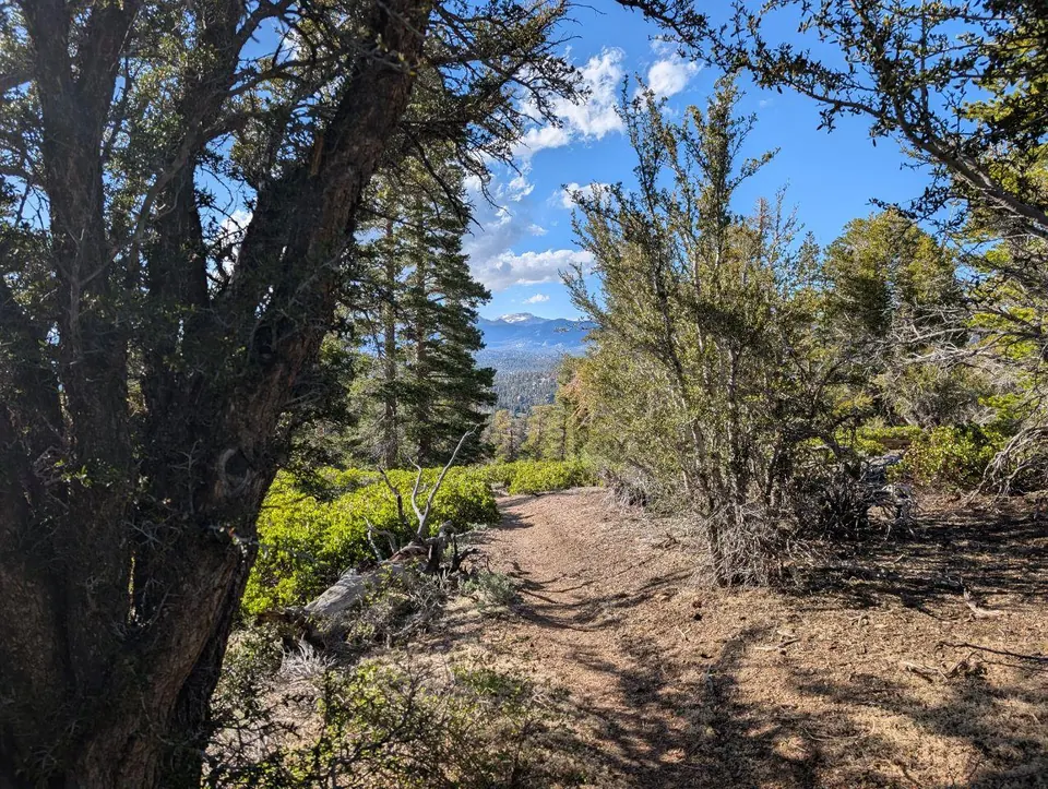 Sentier ensoleillé au milieu d'une forêt clairsemée