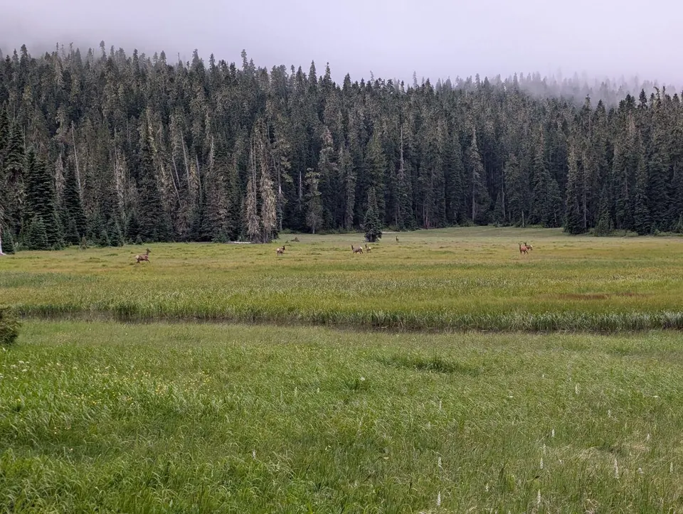 Cervidés dispersés dans une prairie bordée de conifères